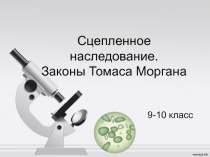 Сцепленное наследование. Законы Томаса Моргана
