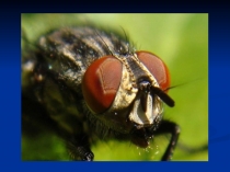 Мухи и меры борьбы с ними 314689