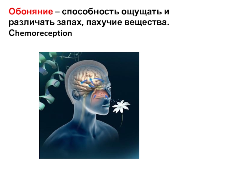 Способность чувствовать. Механизм обоняния человека. Способность ощущать. Обоняние это способность. Обоняние связано с мозгом.