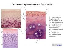 Гиалиновая хрящевая ткань. Ребро плода
1 – Надхрящница (перихондрий):
а –