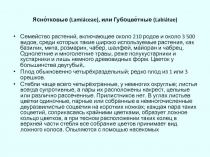 Ясно́тковые (Lamiáceae), или Губоцве́тные (Labiátae)