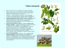 Горох овощной