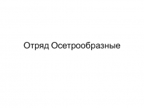 Отряд Осетрообразные