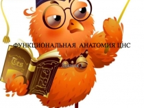 ФУНКЦИОНАЛЬНАЯ АНАТОМИЯ ЦНС