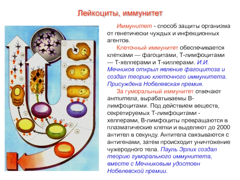 Кровь Иммунитет - способ защиты организма от генетически чуждых и инфекционных агентов.Клеточный Иммунитет - способ защиты организма от генетически чуждых и инфекционных агентов.Клеточный иммунитет обеспечивается клетками — фагоцитами, Т-лимфоцитами