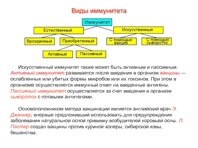 Кровь Искусственный иммунитет также может быть активным и пассивным. Активный иммунитет развивается Искусственный иммунитет также может быть активным и пассивным. Активный иммунитет развивается после введения в организм вакцины —
