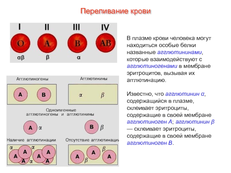 Кровь В плазме крови человека могут находиться особые белки названные агглютининами, которые В плазме крови человека могут находиться особые белки названные агглютининами, которые взаимодействуют с агглютиногенами в мембране эритроцитов,