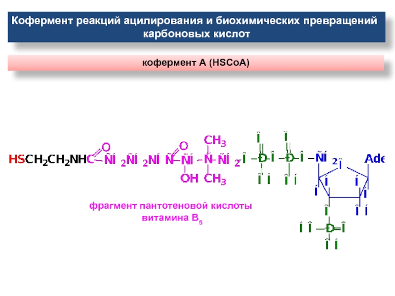 Нуклеиновые кислоты реакции. Кофермент ацилирования. Пантотеновая кислота кофермент. Пантотеновая кислота реакция с коферментом. Кофермент а строение.