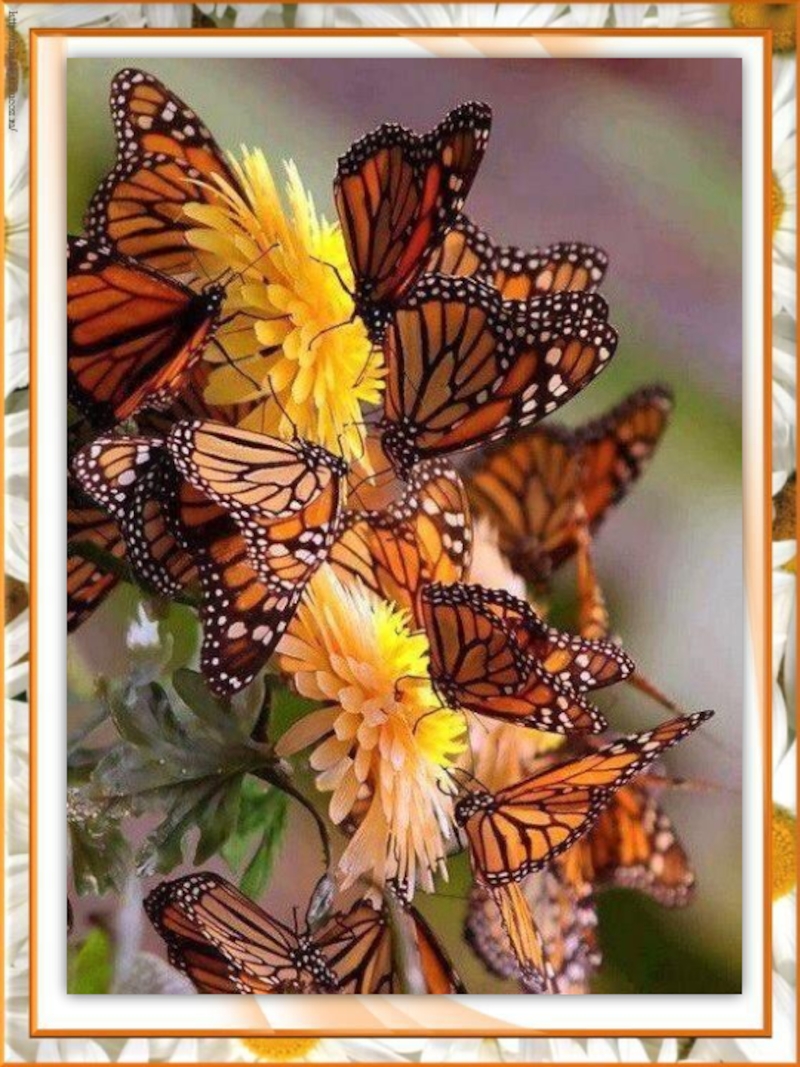 Фото бабочки порхают