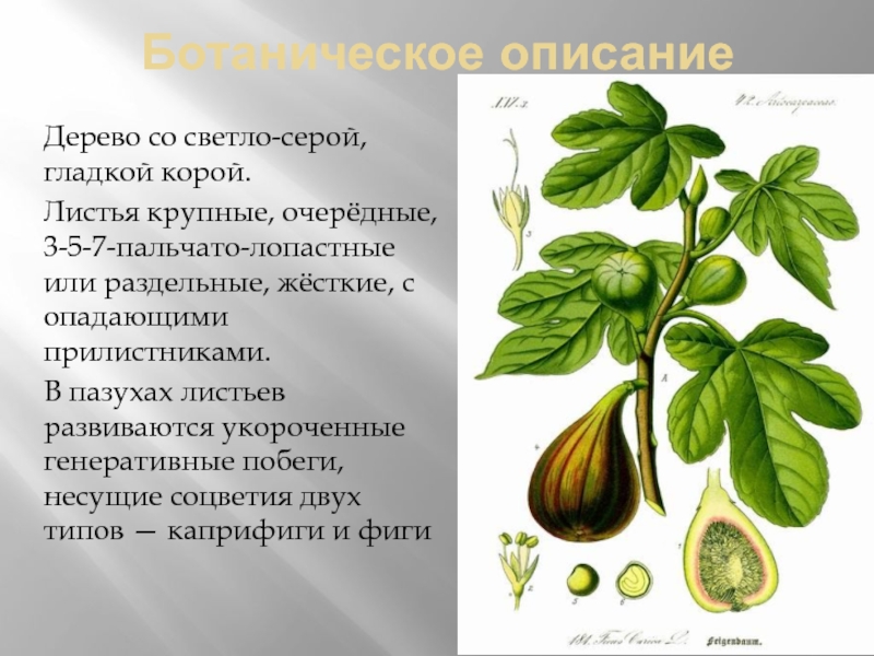 Ботаническое описаниеДерево со светло-серой, гладкой корой.Листья крупные, очерёдные,   3-5-7-пальчато-лопастные или раздельные, жёсткие, с опадающими прилистниками.