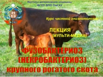Институт ветеринарной медицины
ФГОУ ВПО ОмГАУ
Курс частной