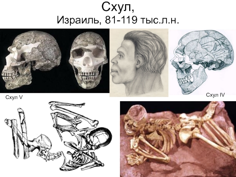 Антропогенез часть 18 пре-палеоантропы и палеоантропы Африки и Ближнего Схул, Израиль, 81-119 тыс.л.н.Схул VСхул IV Схул, Израиль, 81-119 тыс.л.н.Схул VСхул IV
