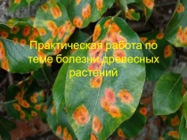 Практическая работа по теме болезни древесных растений