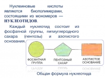 Нуклеиновые кислоты являются биополимерами, состоящими из мономеров —