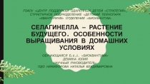 Селагинелла — растение будущего. Особенности выращивания в домашних условиях