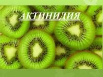 АКТИНИДИЯ