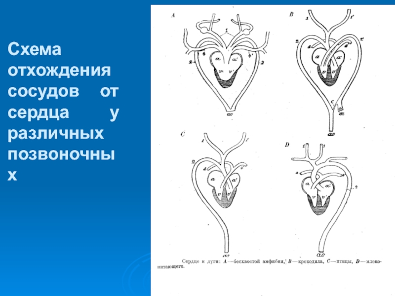 Для позвоночного имеющего сердце изображенное на рисунке характерно