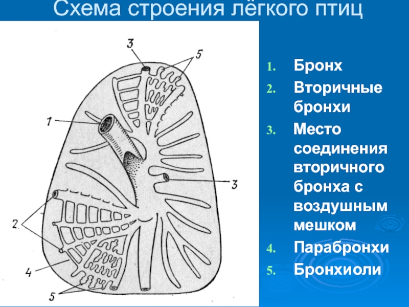 Схема воздушных мешков птиц