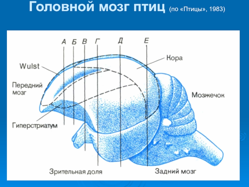 Схема мозга птицы