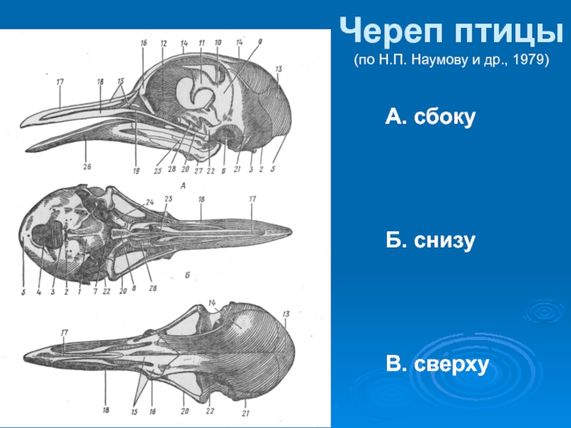 Череп голубя рисунок