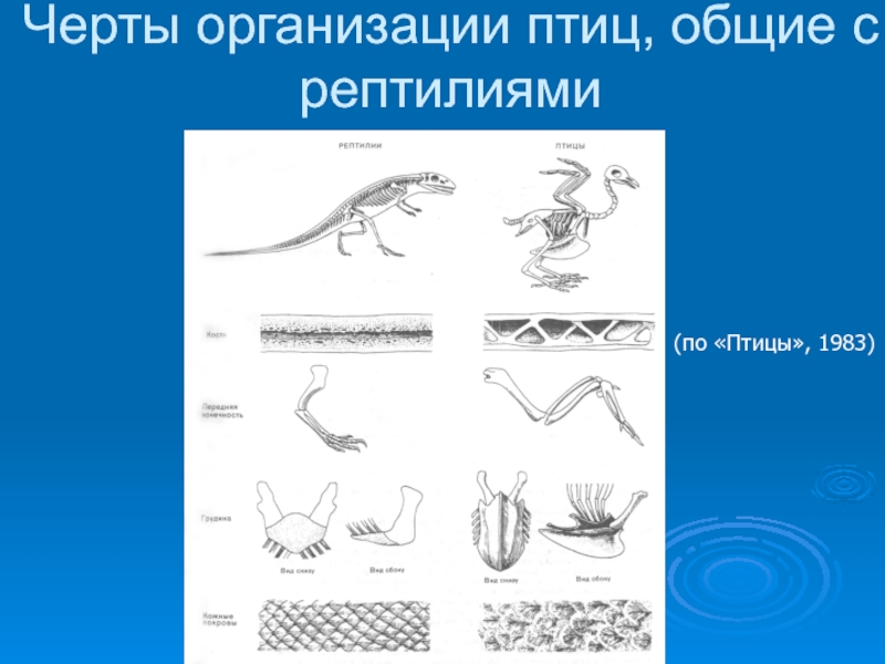 Что общего в организации птиц