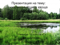 жизненный цикл хвоща полевого