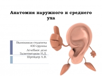 Анатомия наружного и среднего уха