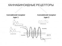КАННАБИНОИДНЫЕ РЕЦЕПТОРЫ