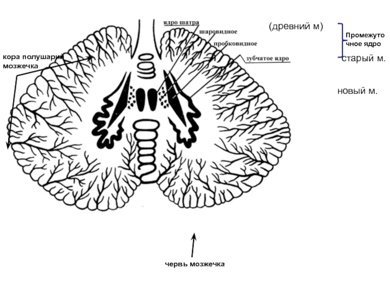 Строение мозжечка рисунок с подписями