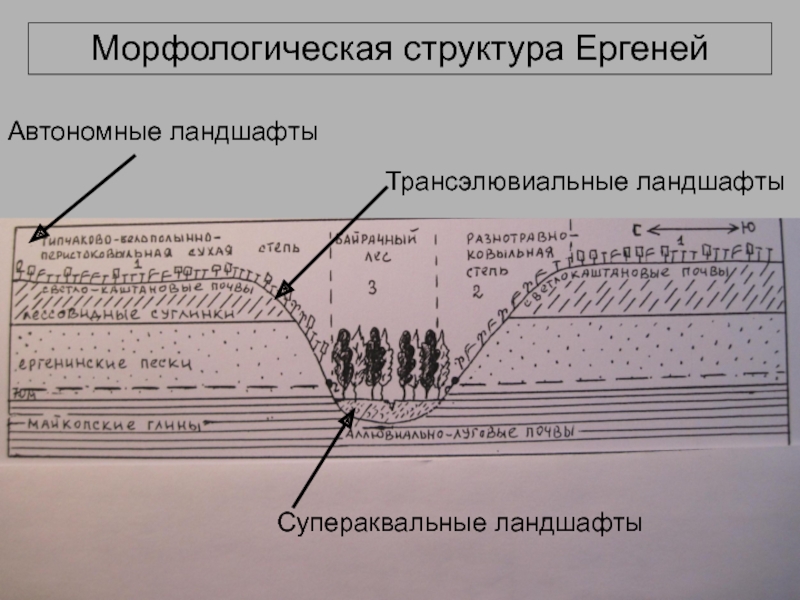 Морфологическое строение. Морфологическая структура ландшафта. Супераквальные ландшафты. Трансэлювиальные ландшафты. Морфологическая структура моря.