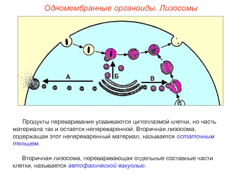 Первичная лизосома рисунок