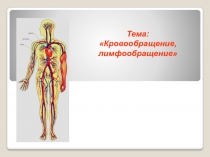 Тема: Кровообращение, лимфообращение