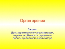 Орган зрения