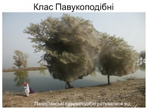 Клас Павукоподібні