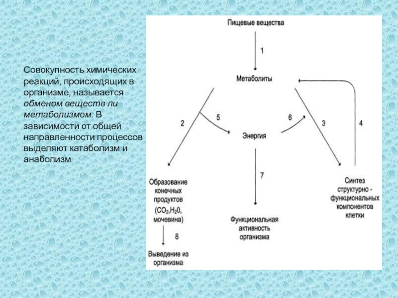 Совокупность химических процессов. Сущность обмена веществ. Обменом веществ в организме называют. Совокупность химических реакций в организме называется. Обмен веществ химические реакции.