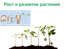 Рост и развитие растений
Передвижение ауксина при эмбриогенезе