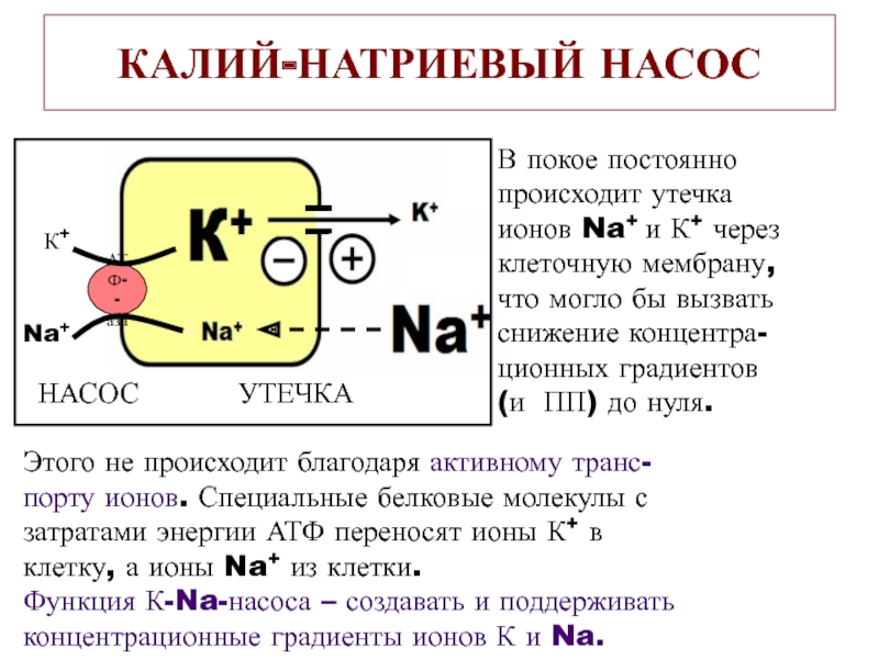 Внеклеточный катион