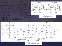 1
Сахароза
Остаток глюкозы
Остаток фруктозы
Целлюлоза
Мальтоза