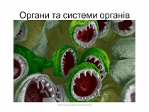 Органи та системи органів