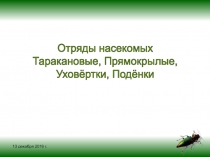 13 декабря 2019 г.
Отряды насекомых
Таракановые, Прямокрылые,
Уховёртки, Подёнки