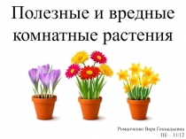 Полезные и вредные комнатные растения
Романченко Вера Геннадьевна
ПЕ – 11/12