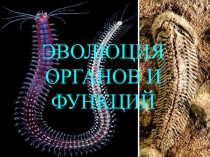 ЭВОЛЮЦИЯ ОРГАНОВ И ФУНКЦИЙ