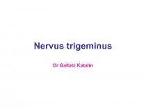 Nervus trigeminus