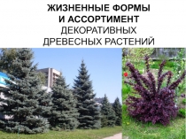 ЖИЗНЕННЫЕ ФОРМЫ
И АССОРТИМЕНТ
ДЕКОРАТИВНЫХ
ДРЕВЕСНЫХ РАСТЕНИЙ