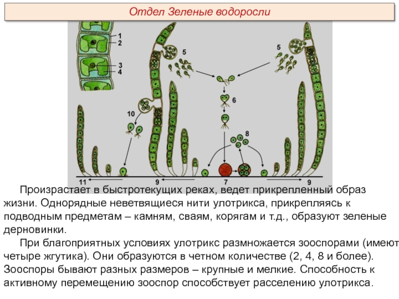 Из каких исходных клеток образуются листья мха