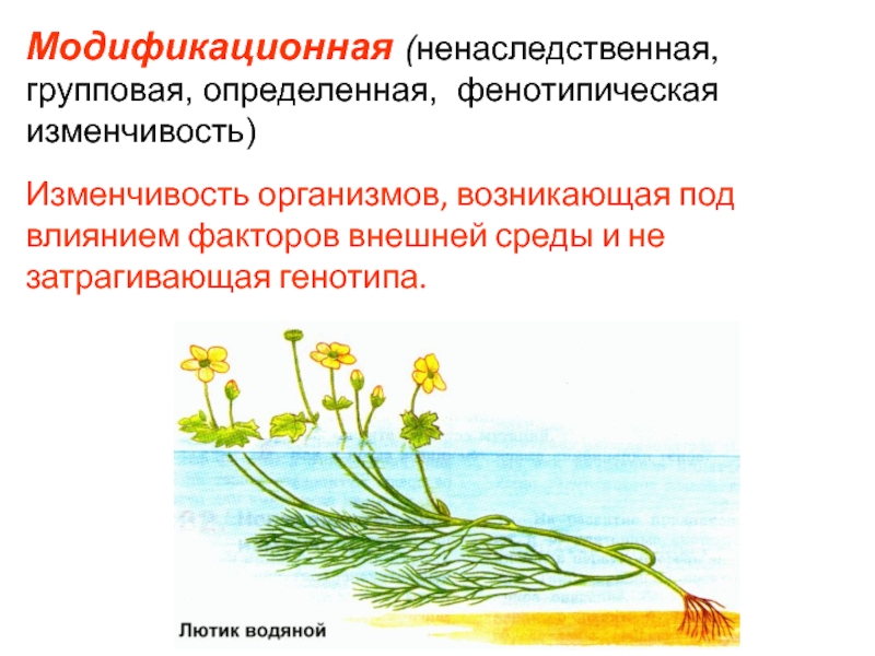 Модификационная изменчивость моего организма под действием диеты проект