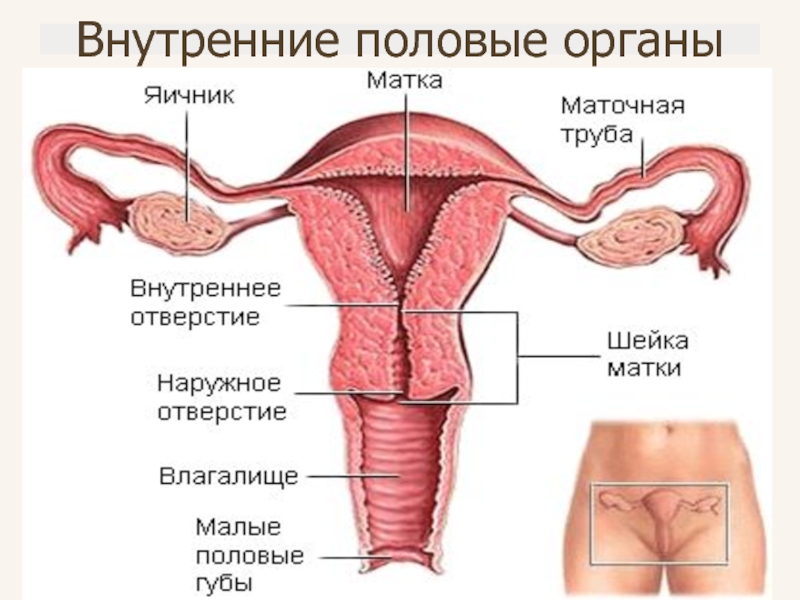 Внутренние половые органы