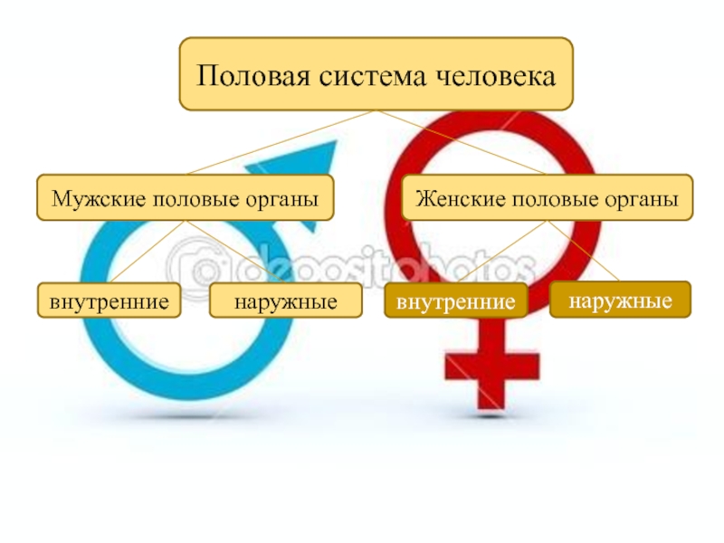 Половая система человека Мужские половые органы Женские половые органы внутренниенаружныевнутренниенаружные