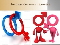Половая система человека