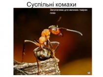 Суспільні комахи